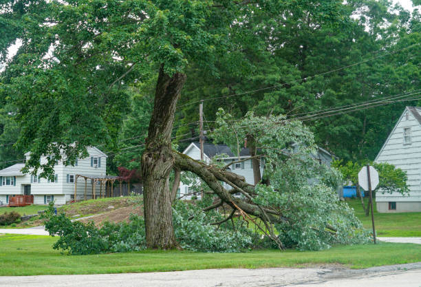 Best Tree Risk Assessment  in Emmitsburg, MD